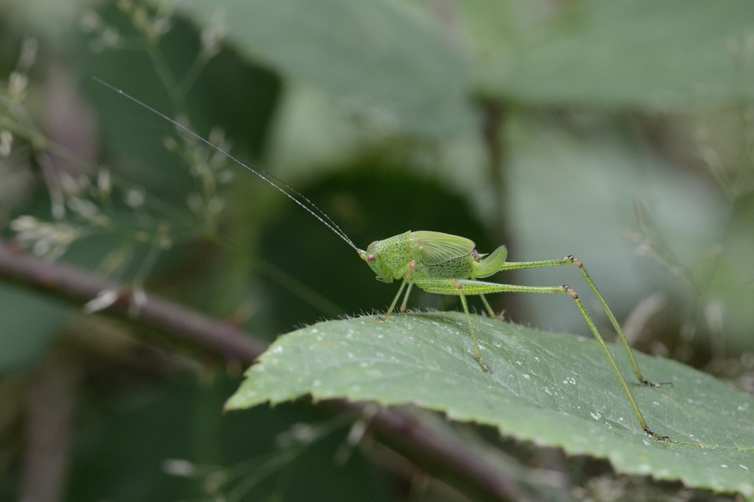 ninfa del Genere Phaneroptera